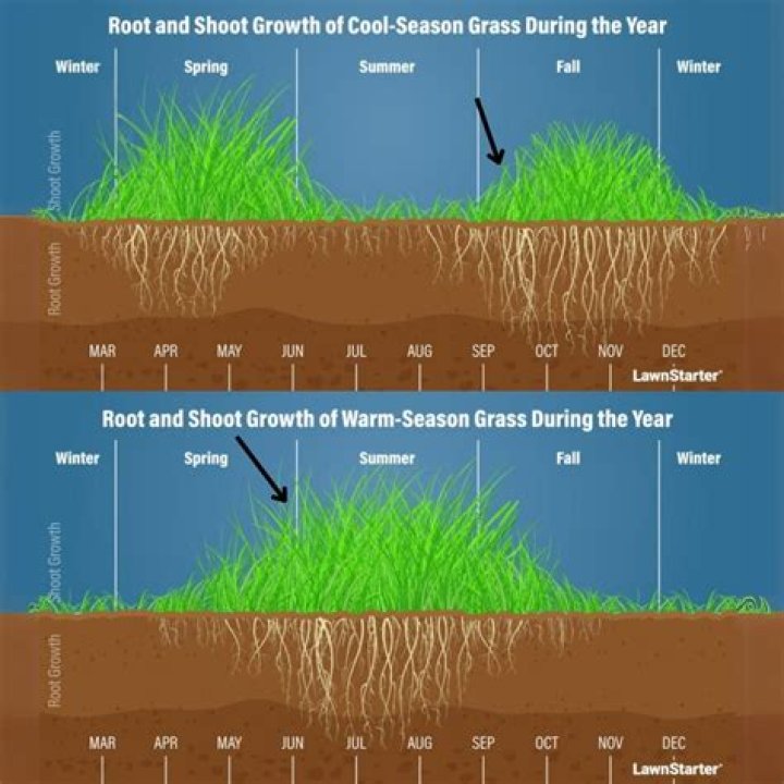 How long does it take for new grass to thicken?
