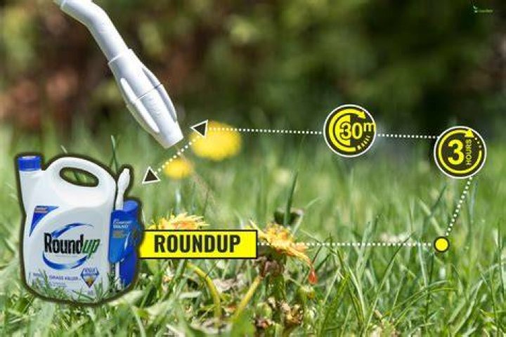 How long does it take for Roundup to get to roots?