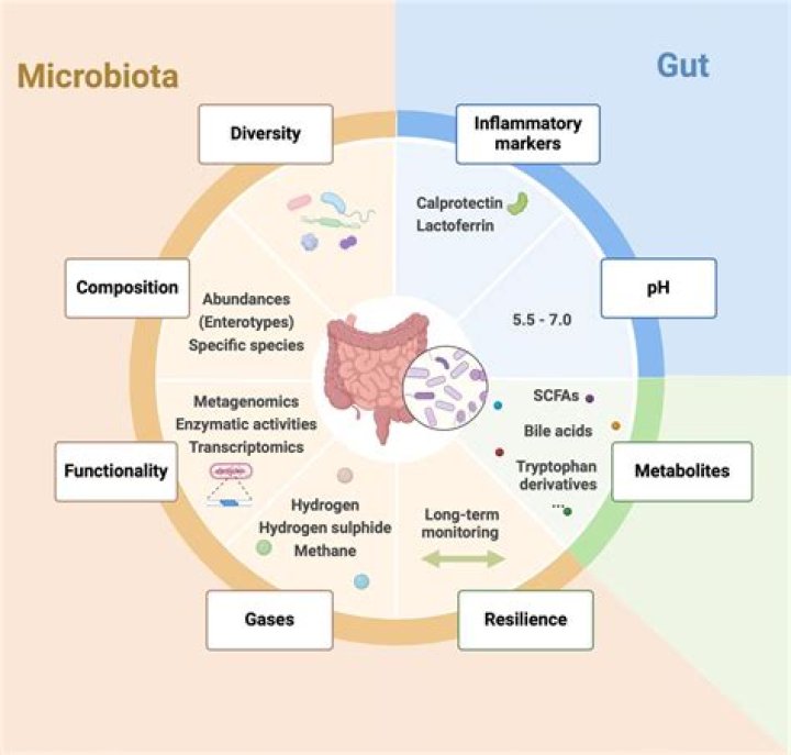 How long does it take to balance gut bacteria?