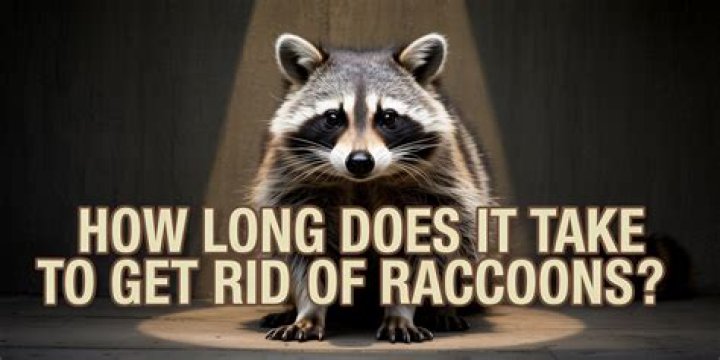 How long does it take to get rid of raccoons?