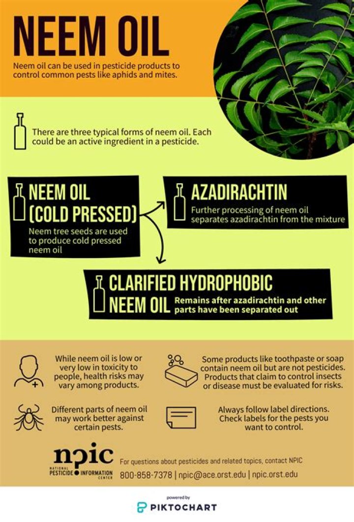 How long does neem oil take to work?