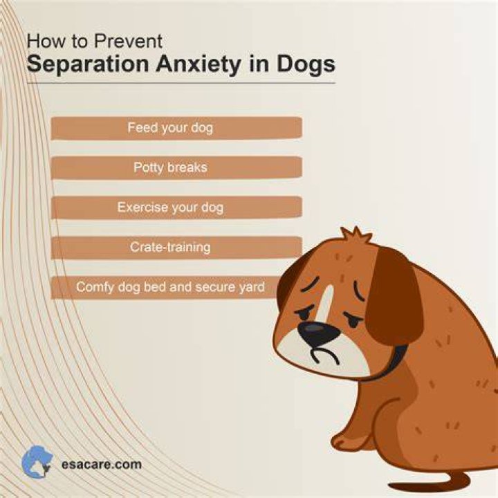 How long does separation anxiety in dogs last?
