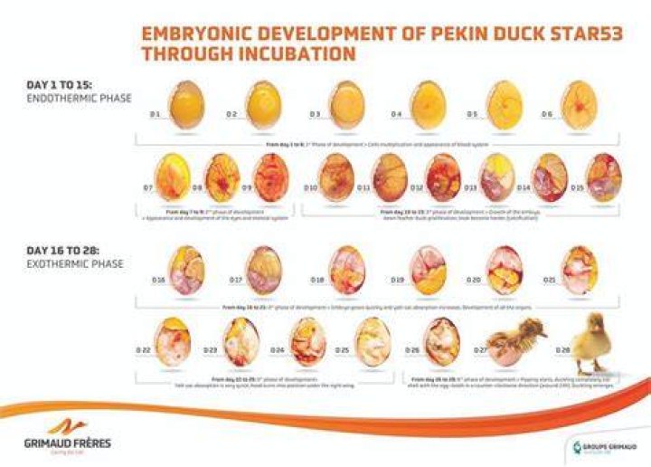 How long is a duck pregnant for?