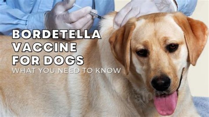 How long is Bordetella good for dogs?