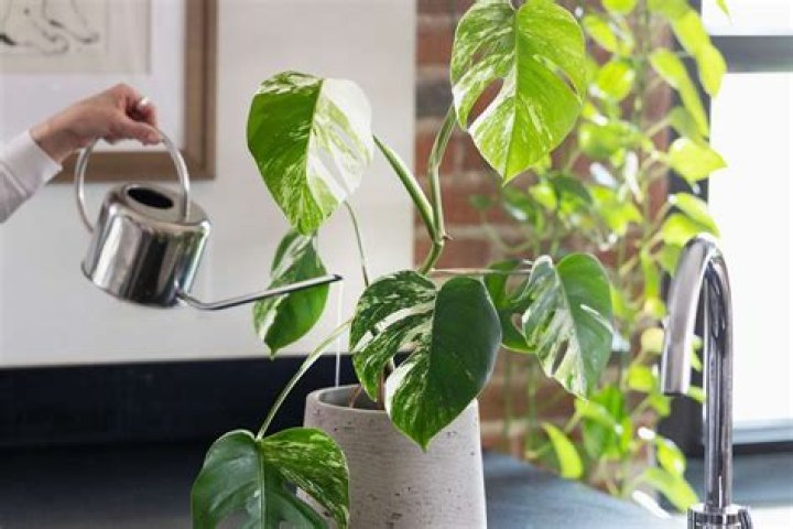 How long should you wait to water a plant after repotting?