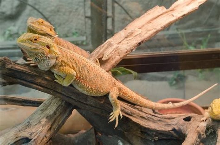 How long will it take for my bearded dragon to get used to me?