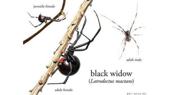 How many babies can black widow have?