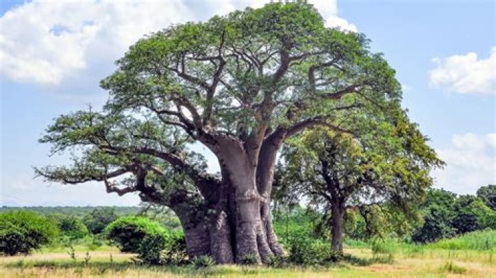 How many baobab trees are left in the world?
