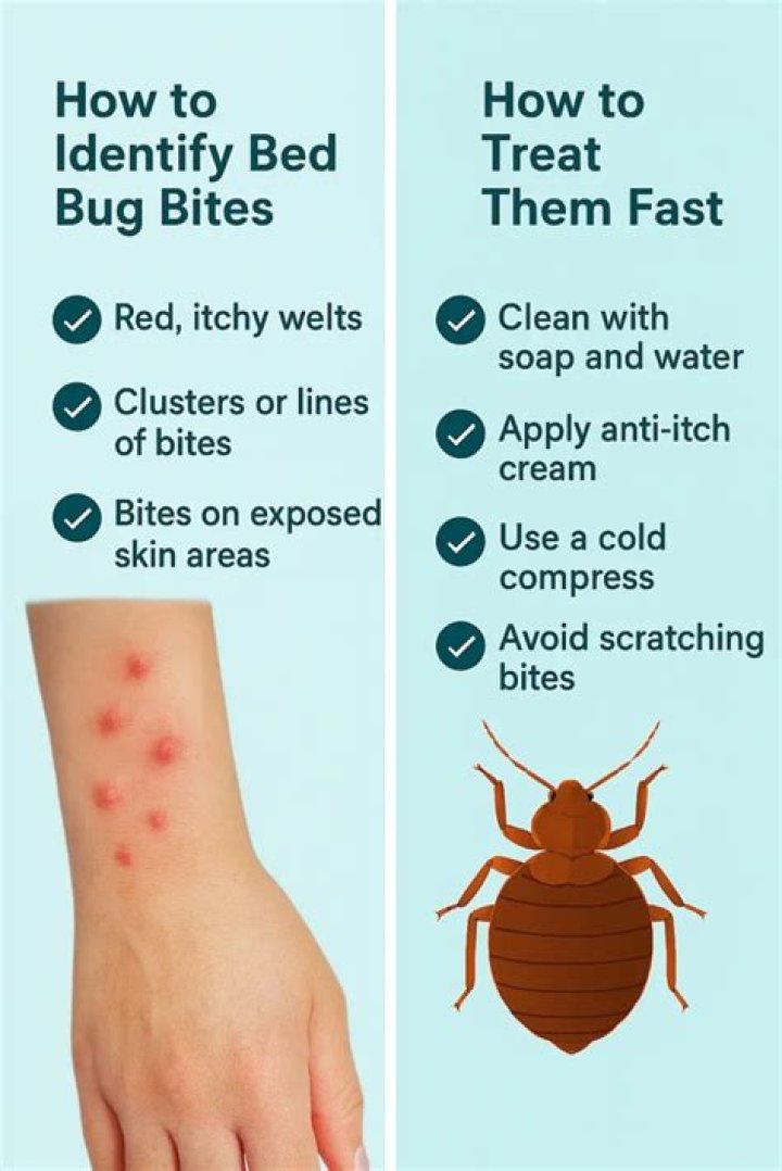 How many bites a night from bed bugs?