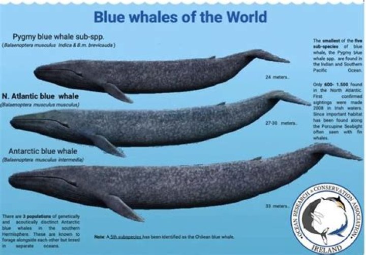 How many blue whales left 2022?