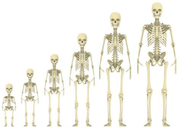 How many bones does a 12 year old have?