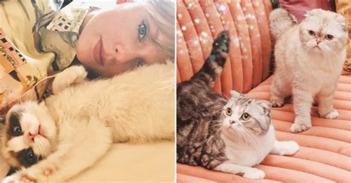 How many cats does Taylor Swift have?