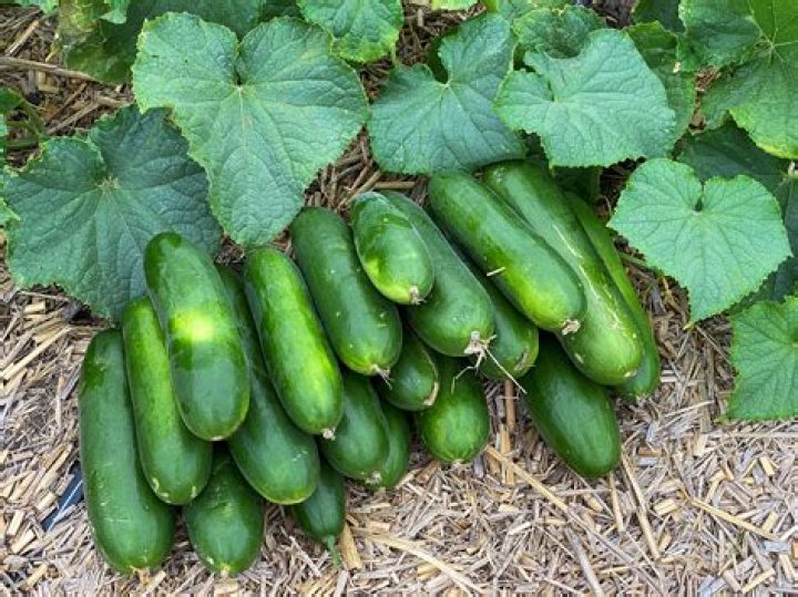 How many cucumbers can you get from one plant?
