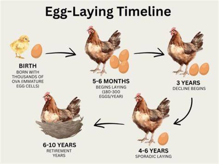 How many eggs does 1 chicken lay a week?