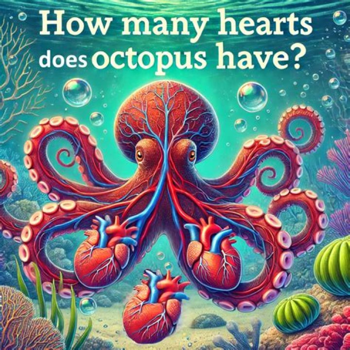 How many hearts does a mermaid have?