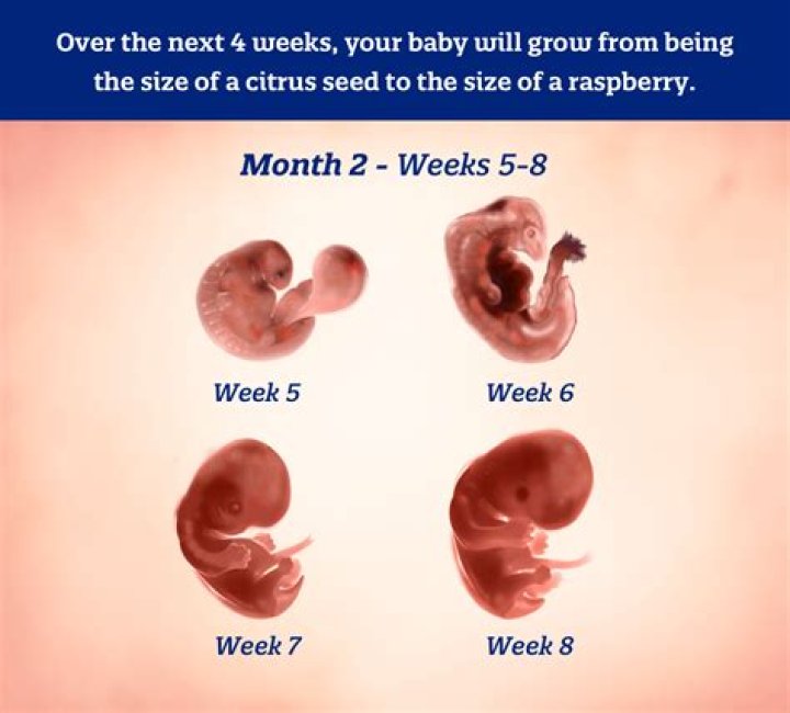 How many months are you if your 8 weeks pregnant?