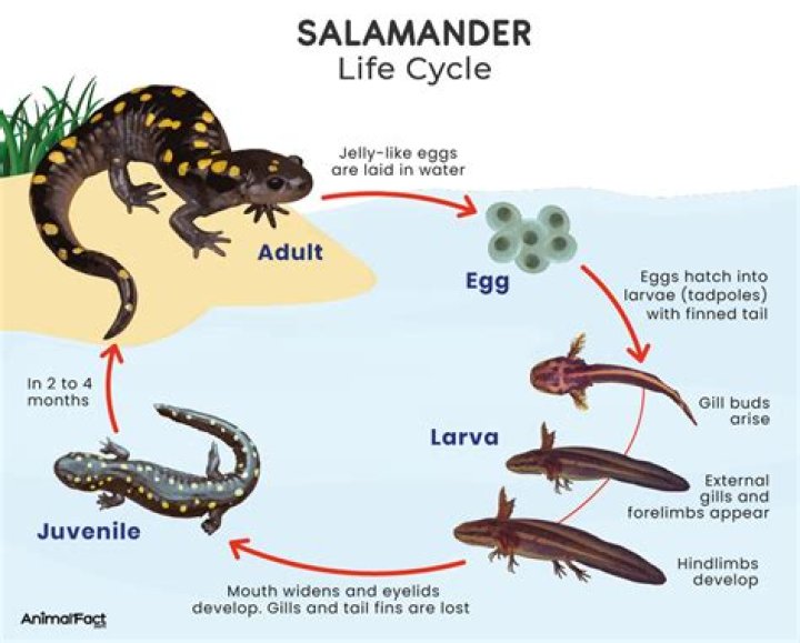 How many newts did Harry get?