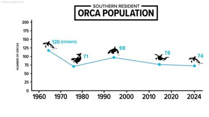 How many orcas are left in world?