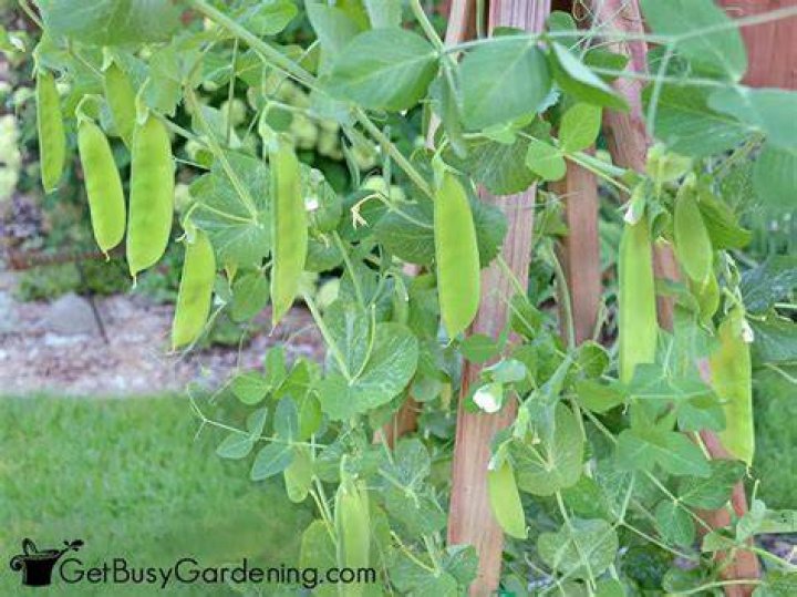 How many peas come in a pod?
