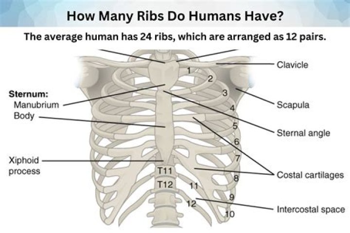 How many ribs do I need for 6 adults?