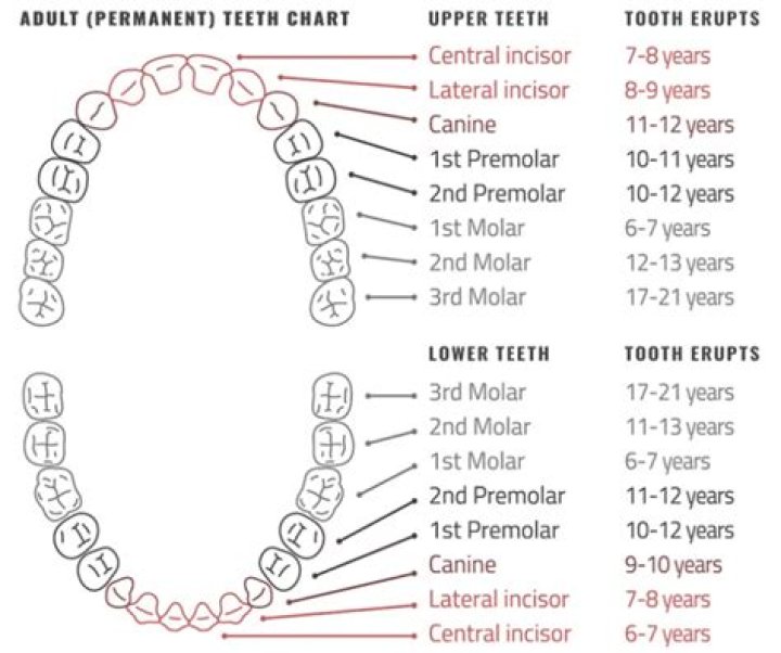 How many teeth do adults have without wisdom teeth?
