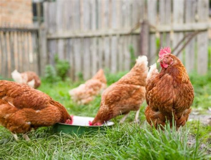 How many times a day should chickens be fed?