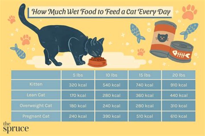 How many times a day should you feed your cat?