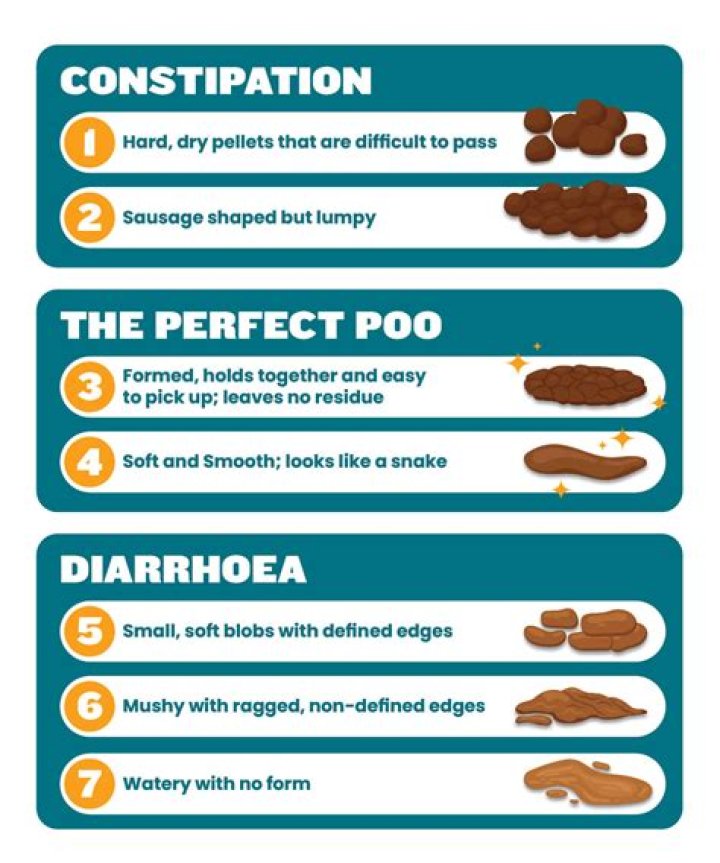 How many times does a cat poop in a day?