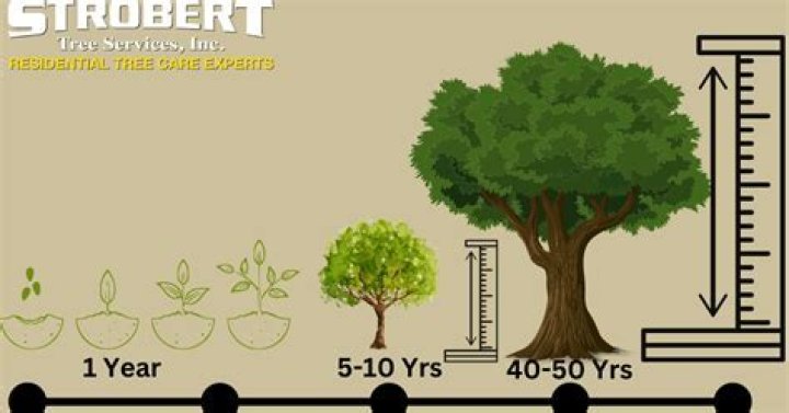 How many years does it take to make a blackberry?