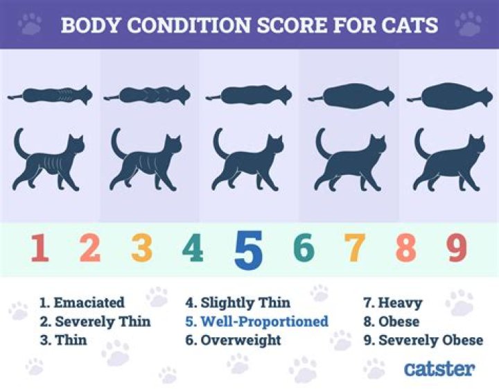 How much attention is too much for a cat?