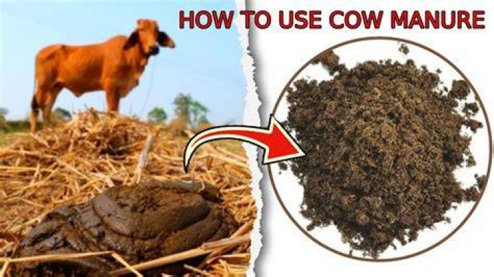 How much cow manure should I put on my garden?