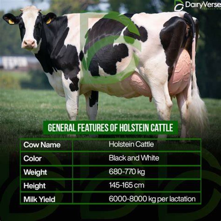 How much does a Holstein calf cost?