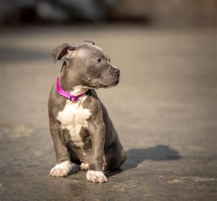 How much is a blue nose pitbull?