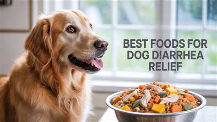 How much oatmeal do I give a dog with diarrhea?