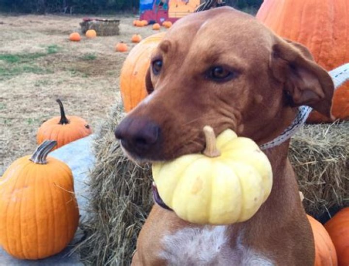 How much pumpkin should I give my dog?