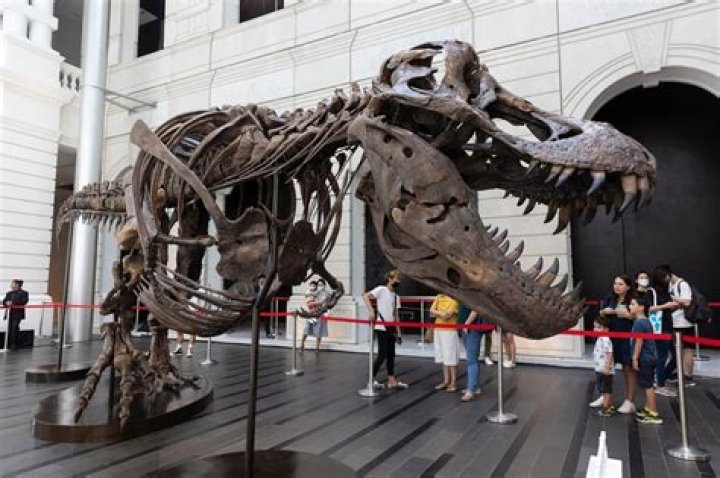 How much would a full T. rex skeleton cost?
