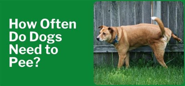 How often do dogs need to pee?