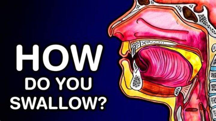 How often do people swallow?
