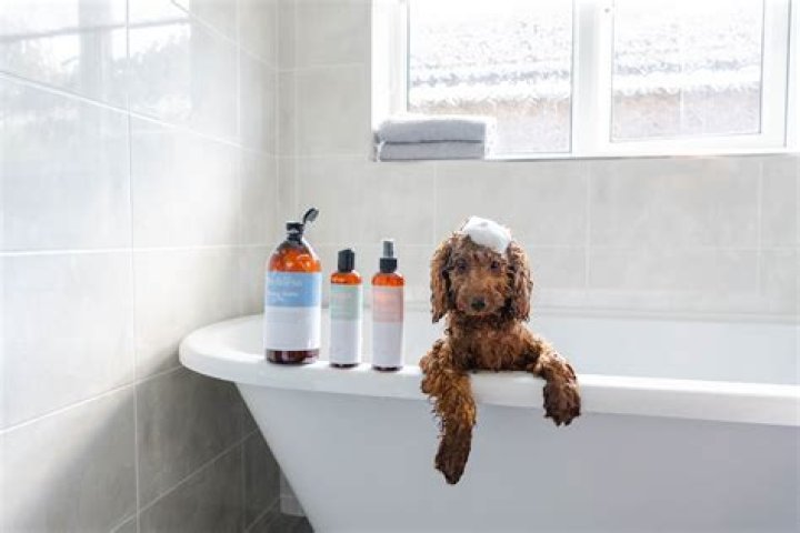 How often should a dog be bathed?