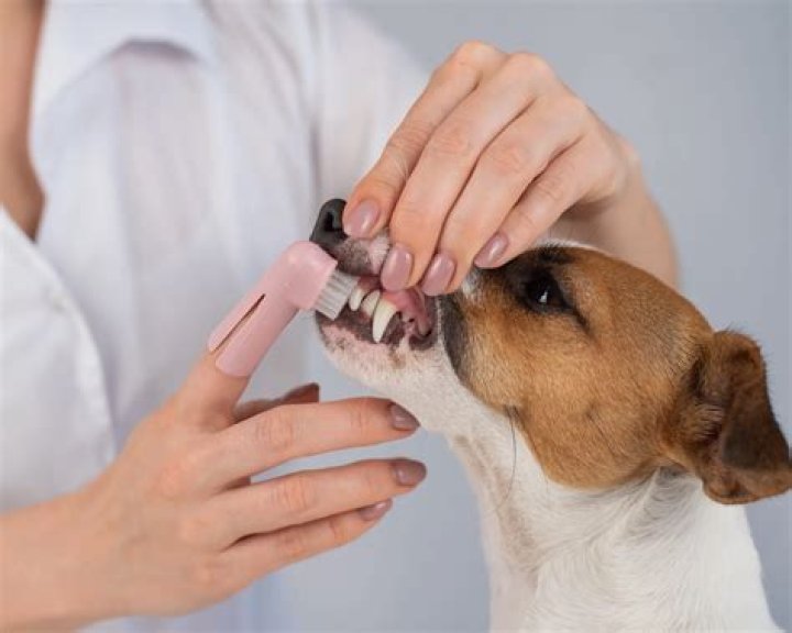 How often should I brush my dog's fur?