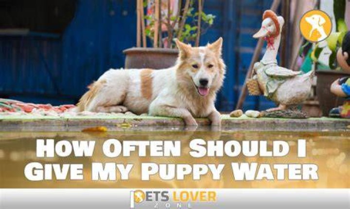 How often should I give my puppy water?