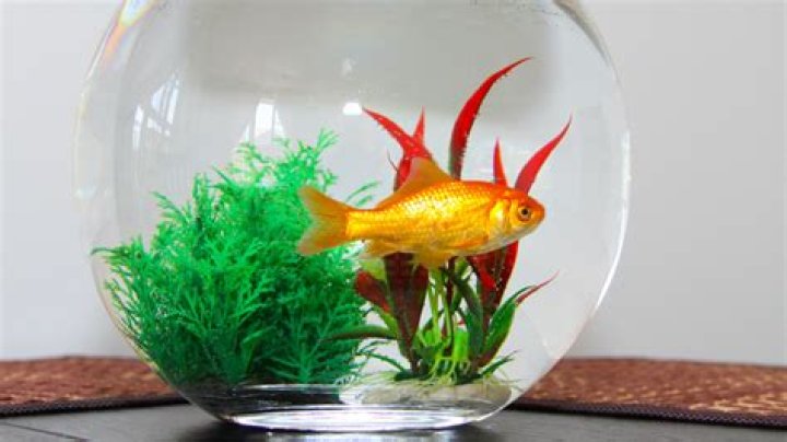 How often should you change a goldfish tank?