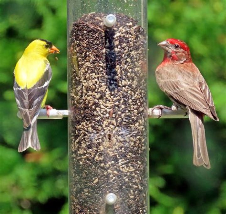How often should you change bird seed?