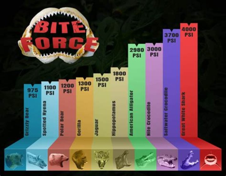 How strong is a T. rex's bite force?