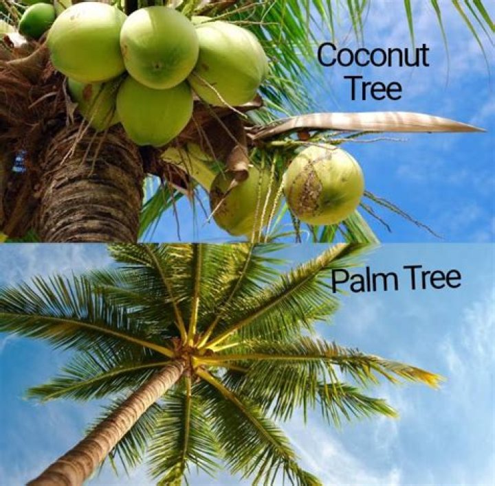 Is a coconut tree a palm tree?