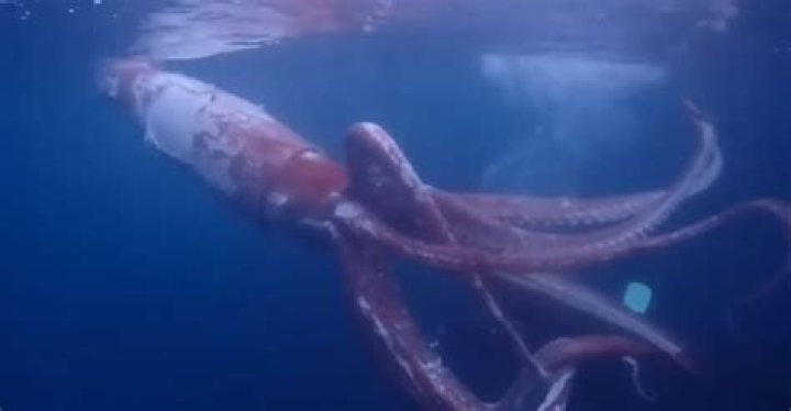 Is a kraken a squid or octopus?