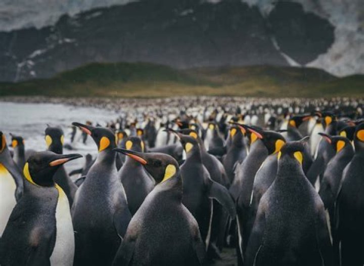 Is Antarctica rich in gold?