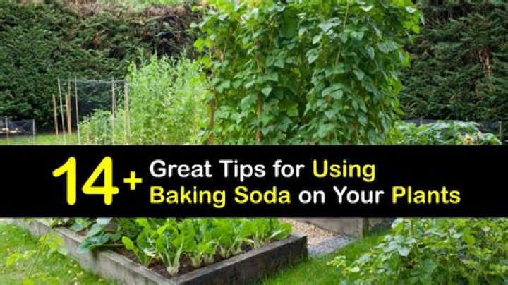 Is baking soda good for flowering plants?