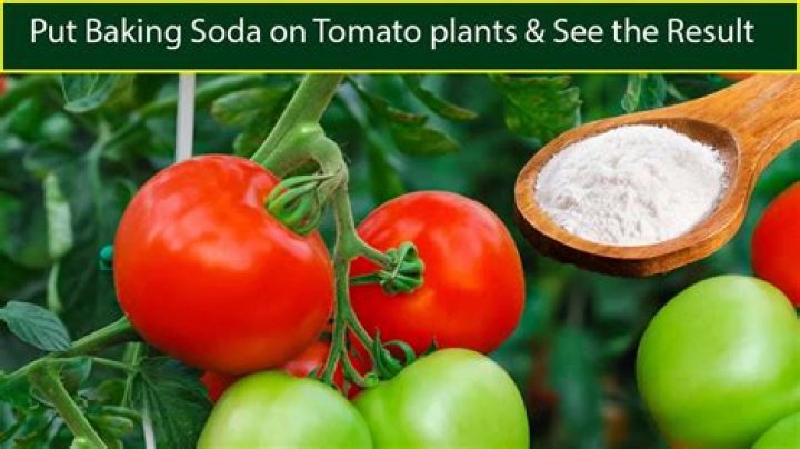 Is baking soda good for tomatoes?