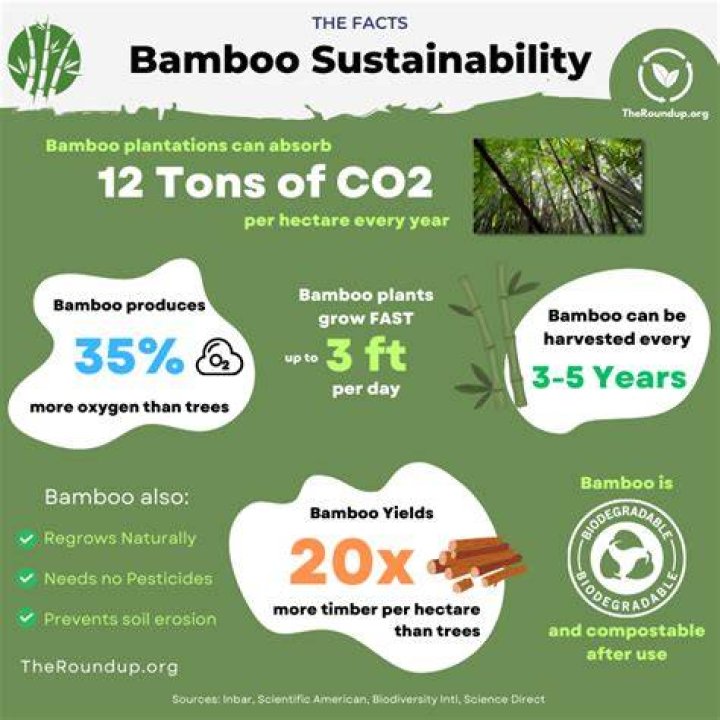 Is bamboo better than wood for the environment?